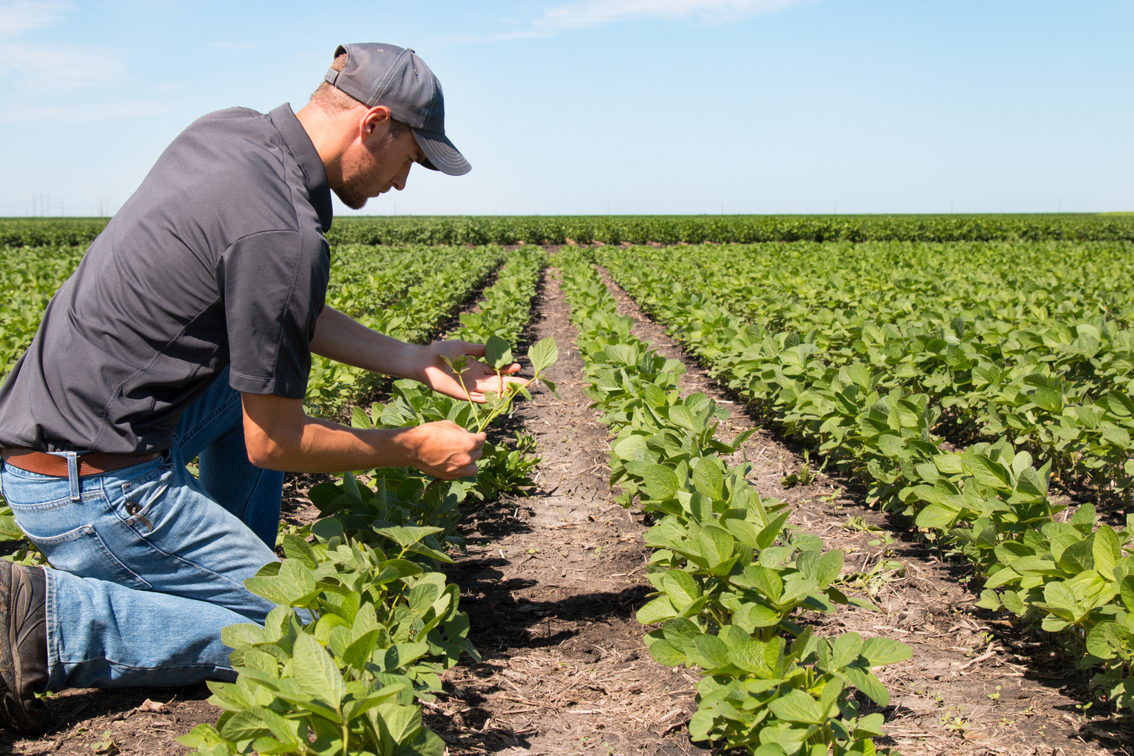 Agronomist Using a Tablet in an Agricultural Field